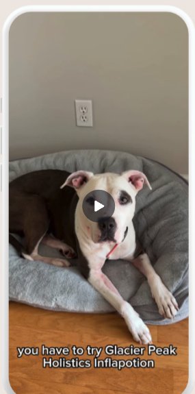 Video still of two pit bulls resting in a cozy pet bed.