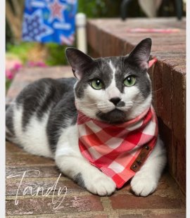 Tandy, a gray-and-white cat in a red gingham bandana lounging on a brick step.