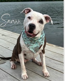 Snaxx, a white-and-brindle pit bull in a teal bandana sitting on a lakeside dock.