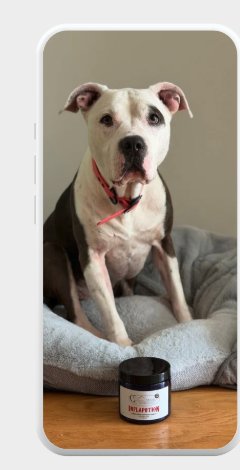 White-and-brindle pit bull on a dog bed next to a wellness product jar.