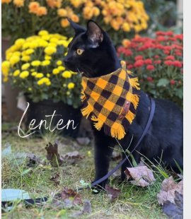 Lenten, a black cat in a plaid bandana posing among bright autumn mums.